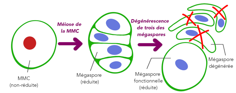 Megasporogenesis and Embryo sac