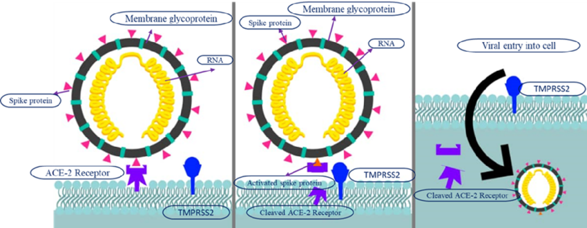 Respiratory Inhibitors