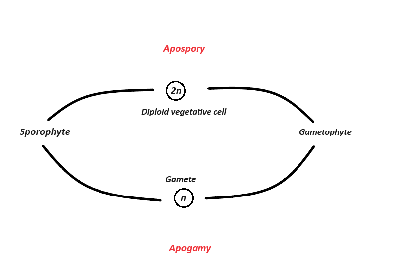 Apospory and apogamy