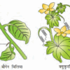 Evidences of Evolution in Hind Homologous organ