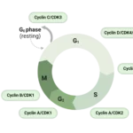CDK and Cyclin In Hindi