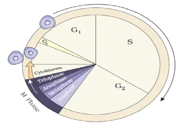 Cell Cycle in Hindi