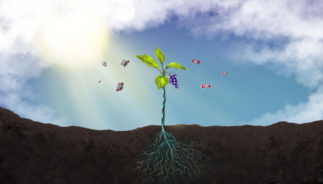 History and discoveries of photosynthesis in Hindi