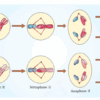अर्द्धसूत्री विभाजन Meiosis in Hindi