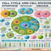 Cell Cycle and Cell division