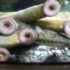 Petromyzon marinus