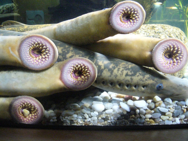 Petromyzon marinus